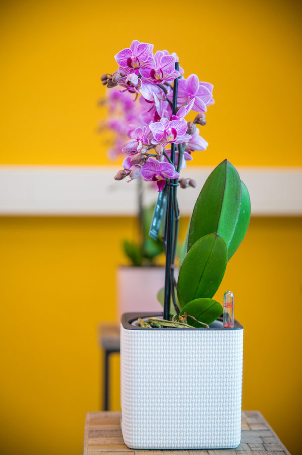 Orchid Inspiration Days 2019