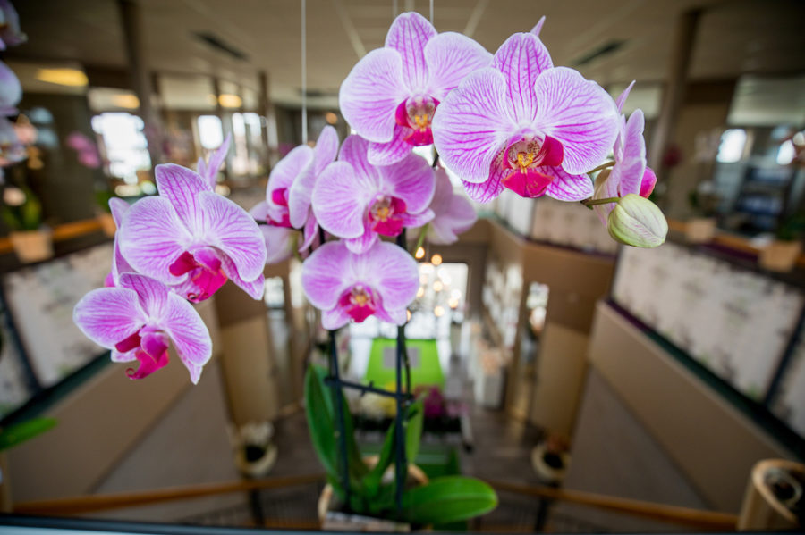 Orchid Inspiration Days 2019