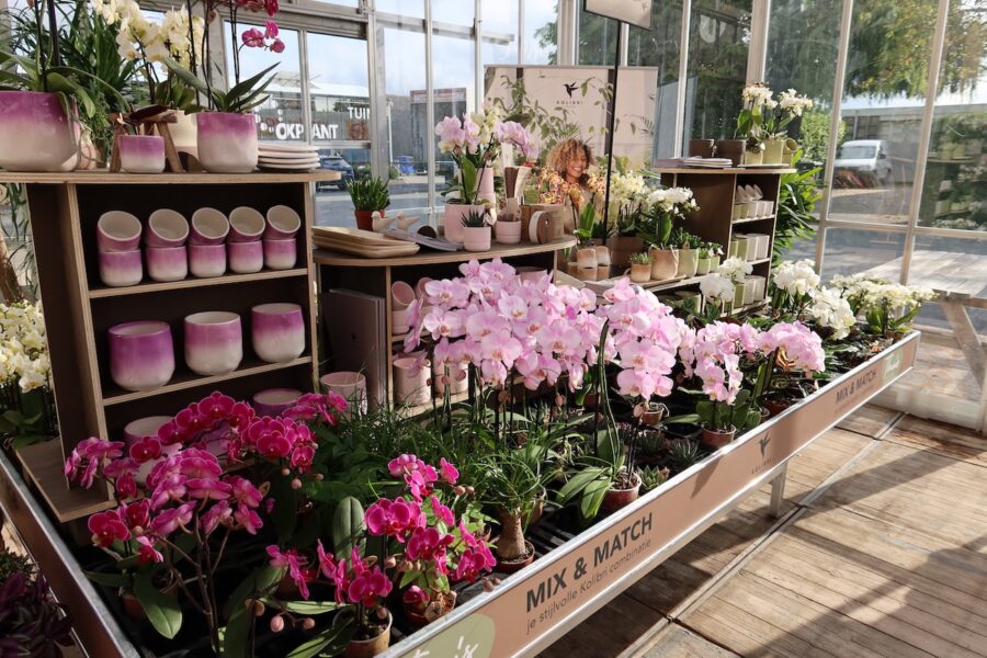 Orchid Inspiration Days 2025 - OK Plant