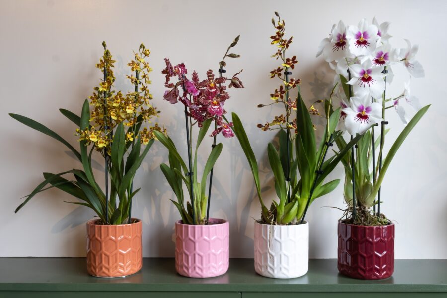 Orchid Inspiration Days 2025 - Inca Orchids