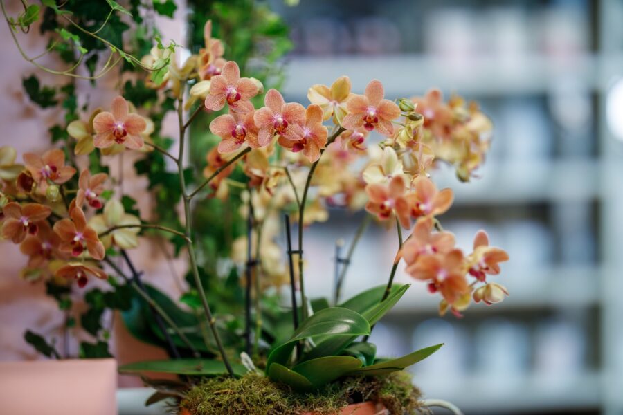 Orchid Inspiration Days 2025 - Pannekoek